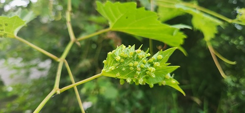 leaf eggs aa.jpg